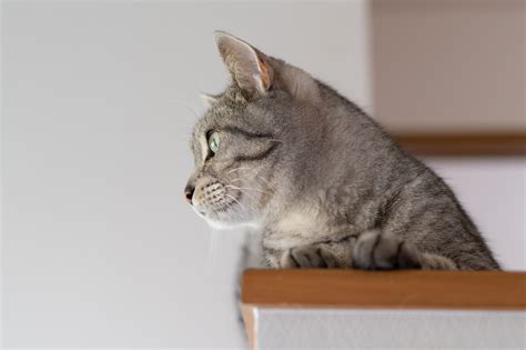 6月24日生まれ、そしてその日はなぜか猫が空を飛ぶ