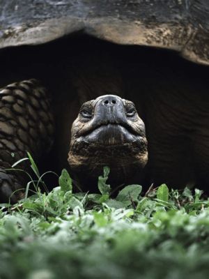  Why Did The Tortoise Become So Wise?: Exploring Wisdom and Patience through a 10th Century Nigerian Folk Tale