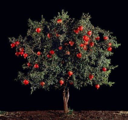  Xush-Darwish: A Story About Forgiveness and Unexpected Friendship Underneath a Pomegranate Tree!